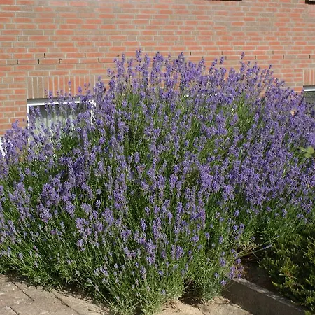 Amselhof 3* Bispingen